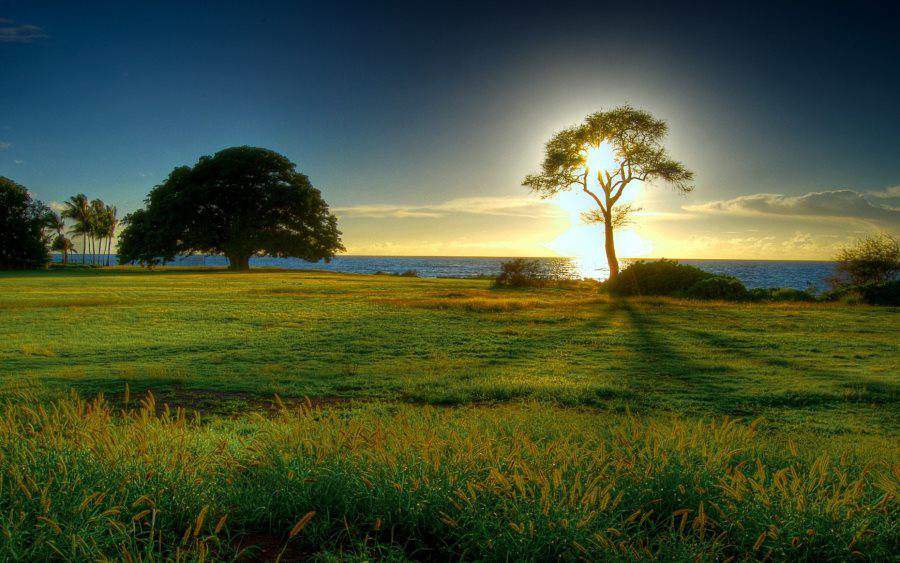 spirituality-tree-path-sun