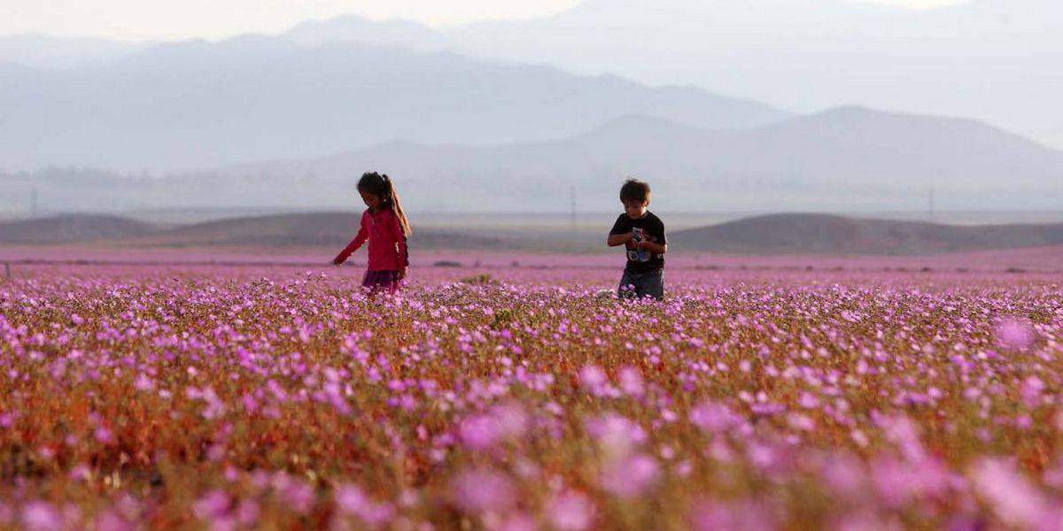 Le désert d'Atacama est en fleurs comme jamais depuis 20 ans