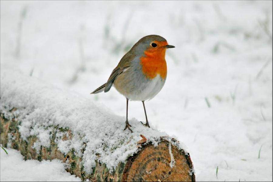 Résultat de recherche d'images pour "hiver et oiseau"