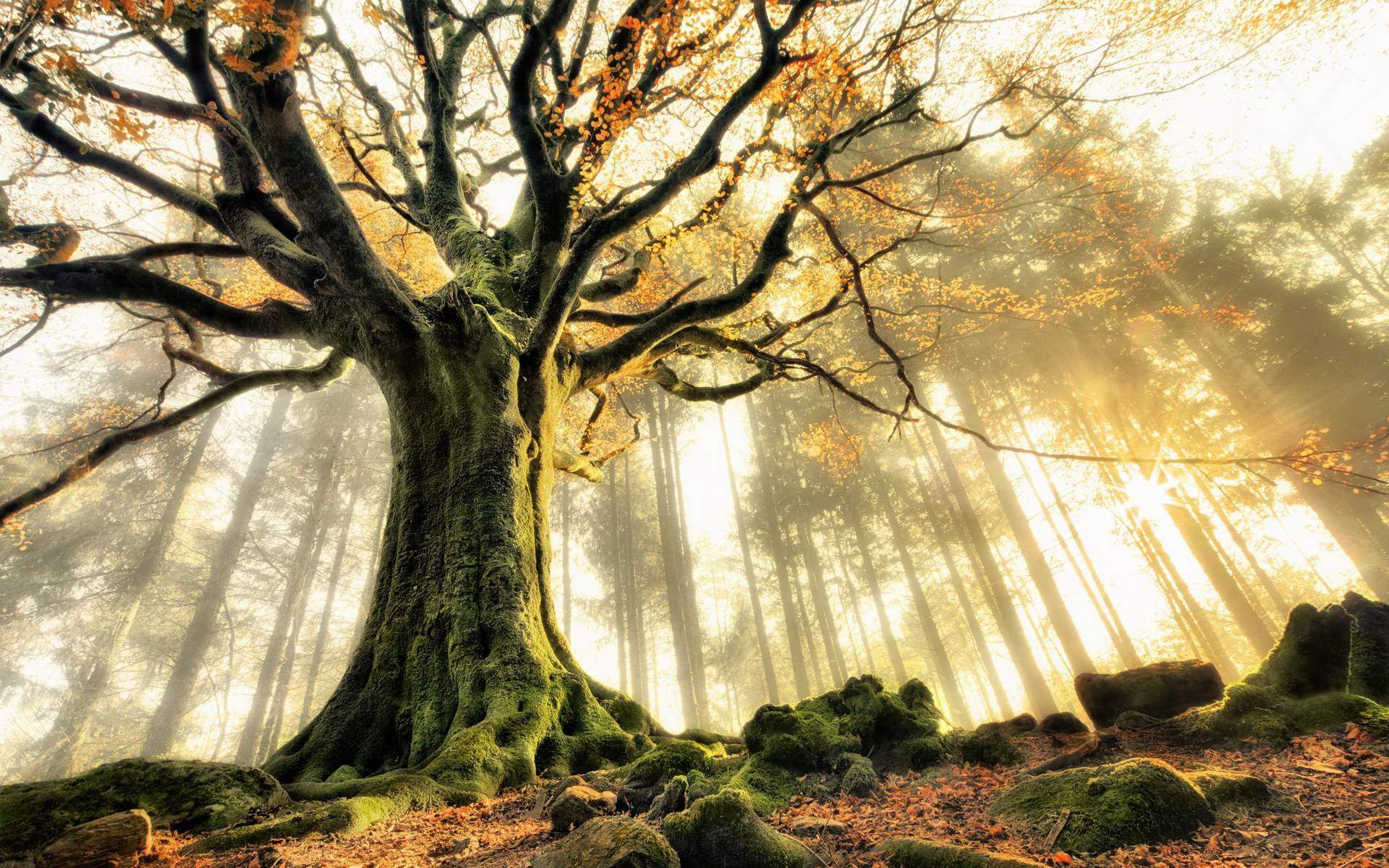 Découvrez votre arbre protecteur selon l’astrologie des druides Celtes Earth_autumn_441297