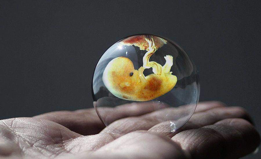 Dissertation l embryon humain