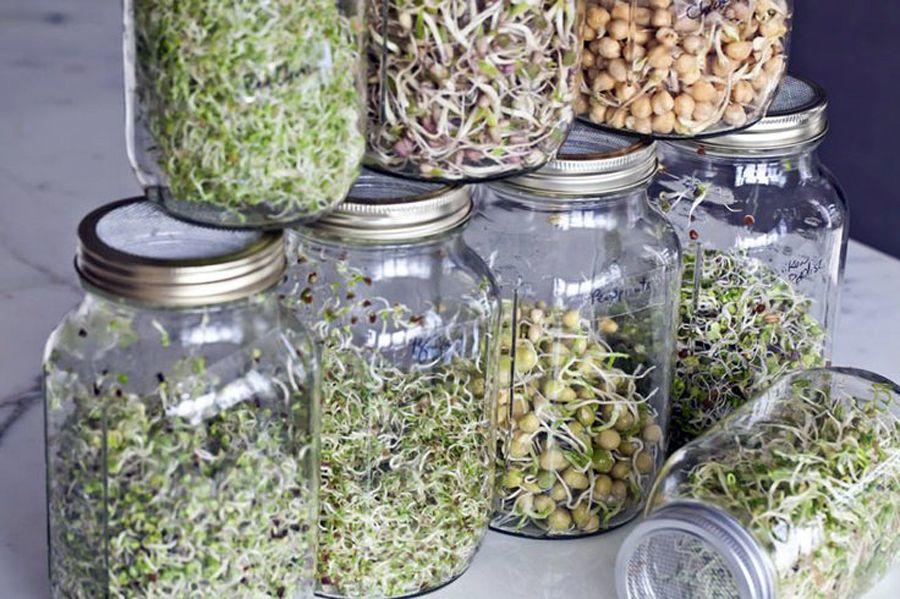 Quelles sont les meilleures graines germées pour la santé ?