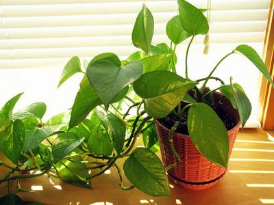  plantes vertes dans la chambre