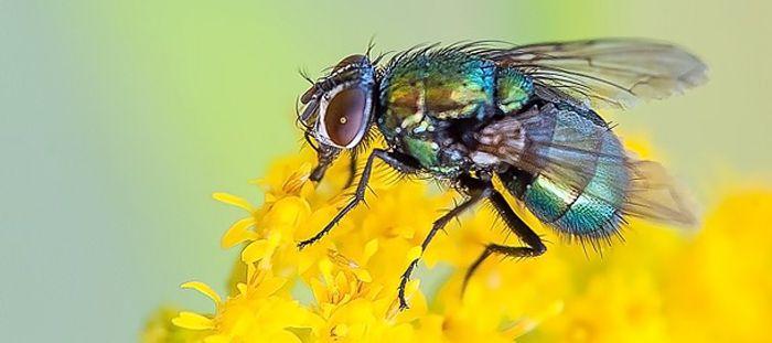 Anti-mouche naturel : 20 solutions répulsives sans produits chimiques –  Mieux vivre autrement