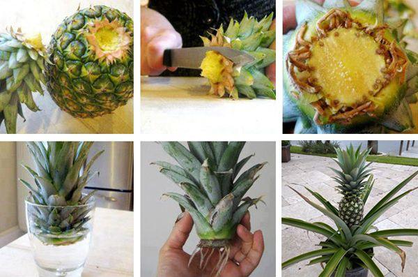 ananas 1 - Multiplication végétative : 15 fruits et légumes qui repoussent indéfiniment