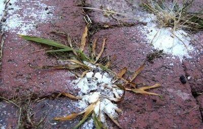 bicarbonate - Désherbant naturel : 8 astuces sans danger contre les herbes indésirables