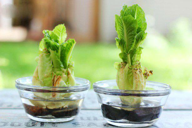 jardimdomundo salade - التكاثر الخضري: 15 فاكهة وخضروات تنمو مرة أخرى إلى أجل غير مسمى