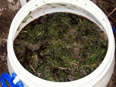 purin ortie ok - Désherbant naturel : 8 astuces sans danger contre les herbes indésirables