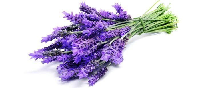 28796 key ingredients lavender 700 - Lavande vraie : la plus complète des huiles essentielles de lavande