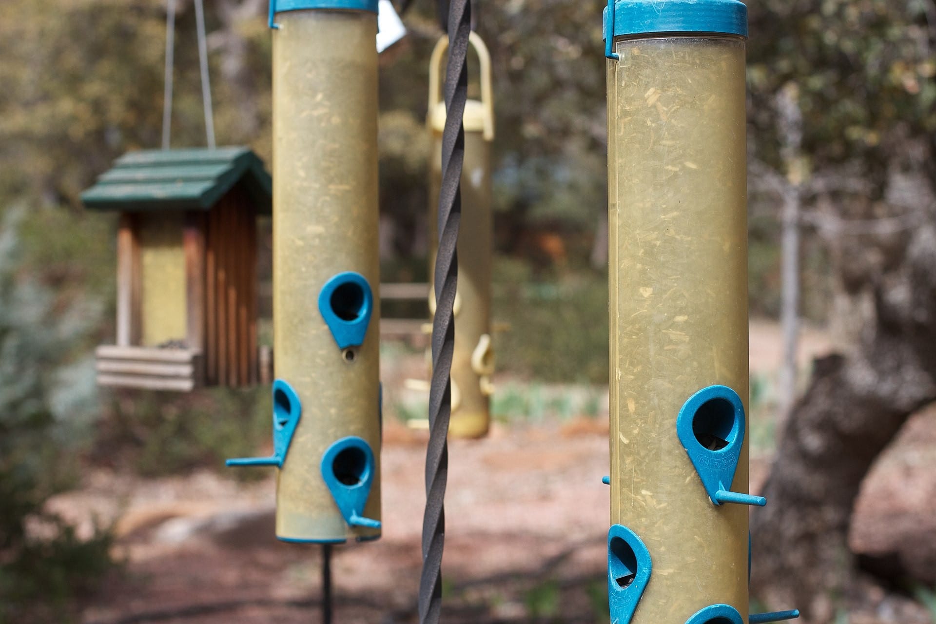 Comment aider les oiseaux à se nourrir l’hiver ?