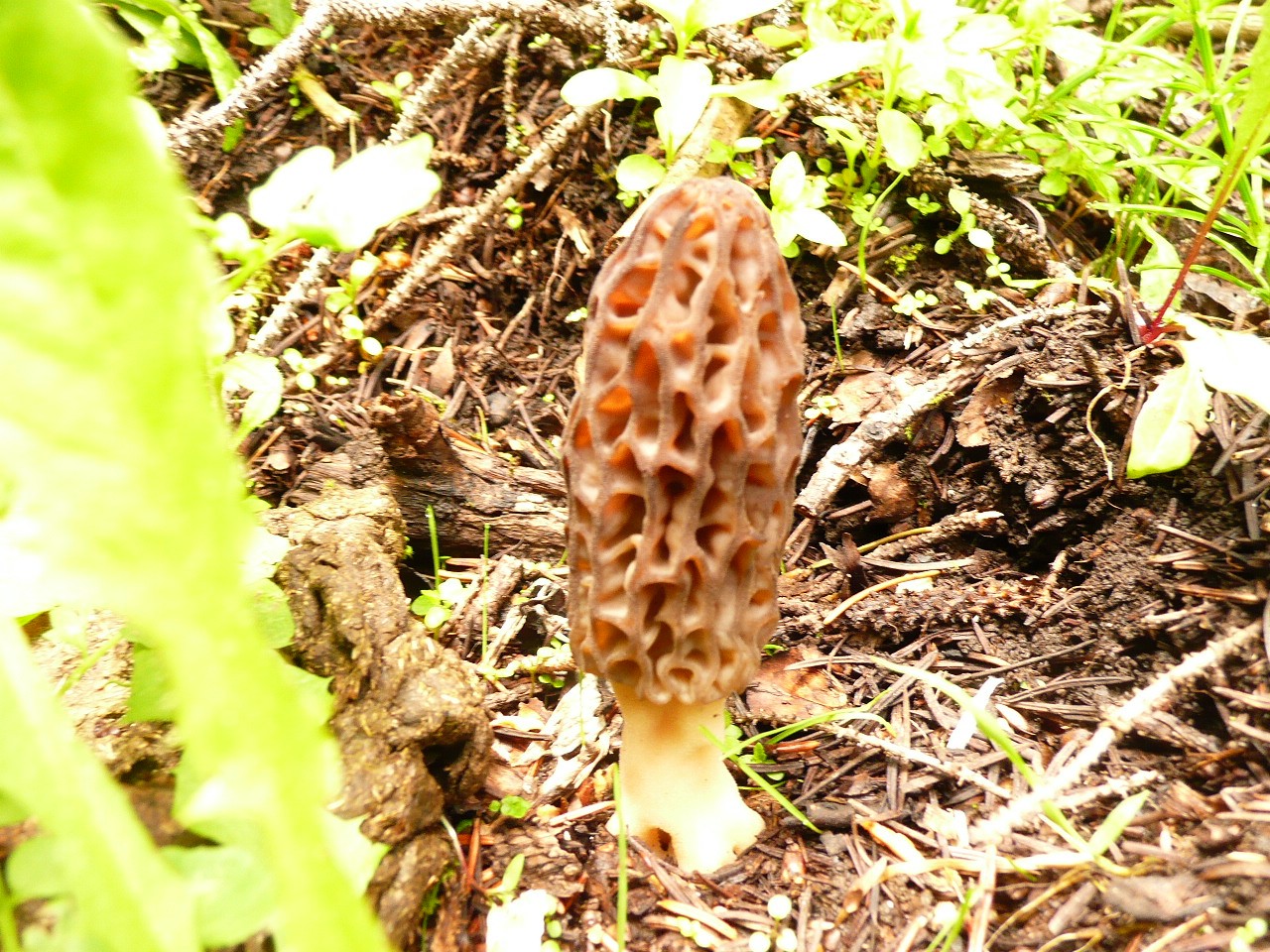 Cueillette des morilles et recettes gourmandes en famille