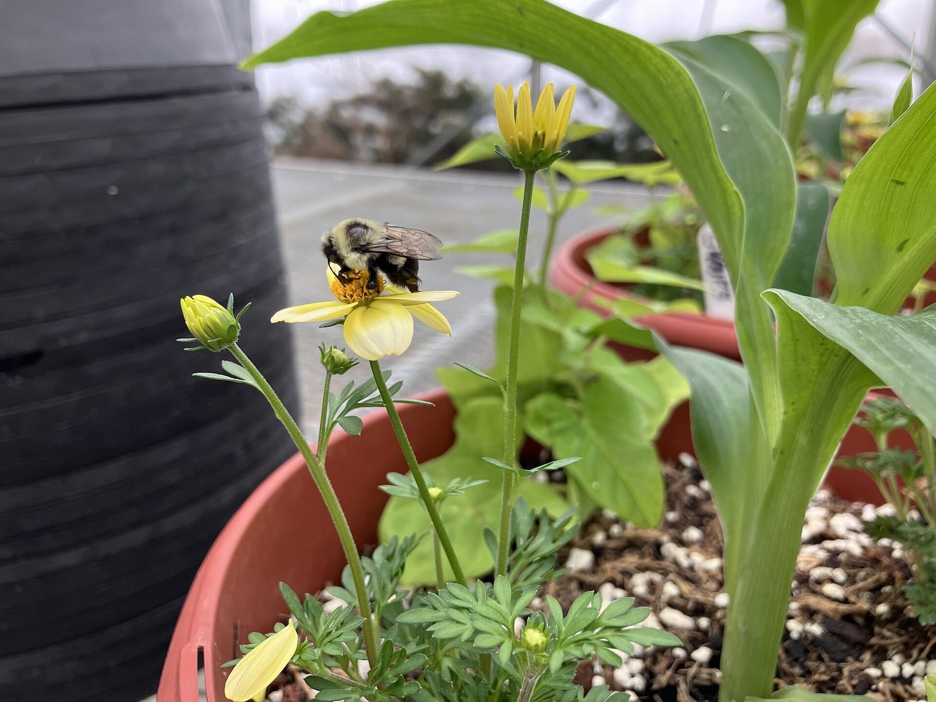 Des pesticides dangereux autorisés par les sénateurs contre l’avis général