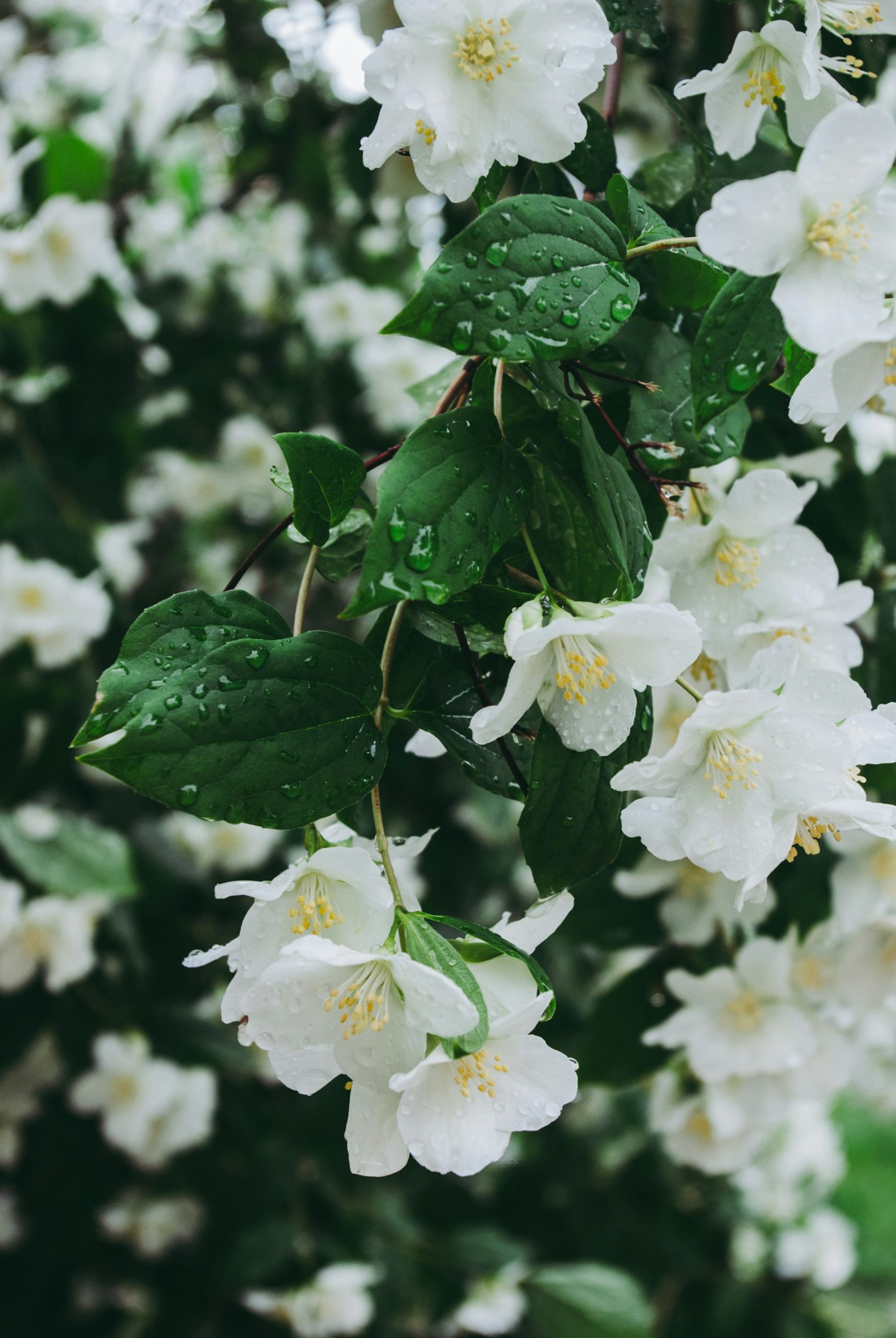 fleurs blanches avec étamines jaunes et feuilles vertes mouillées de pluie
