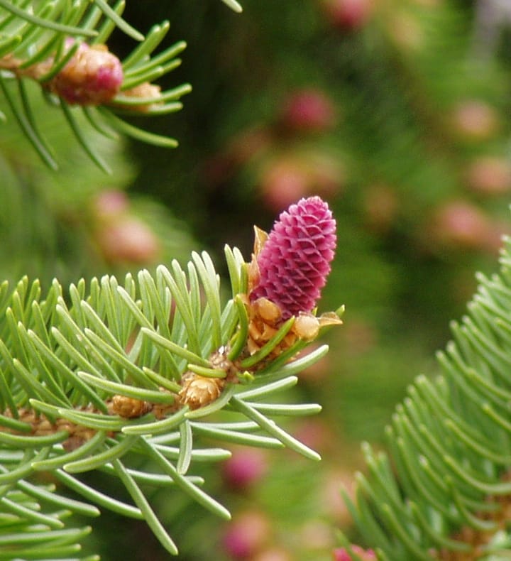 Rhume des foins : 8 solutions naturelles et 4 recettes contre l’allergie au pollen