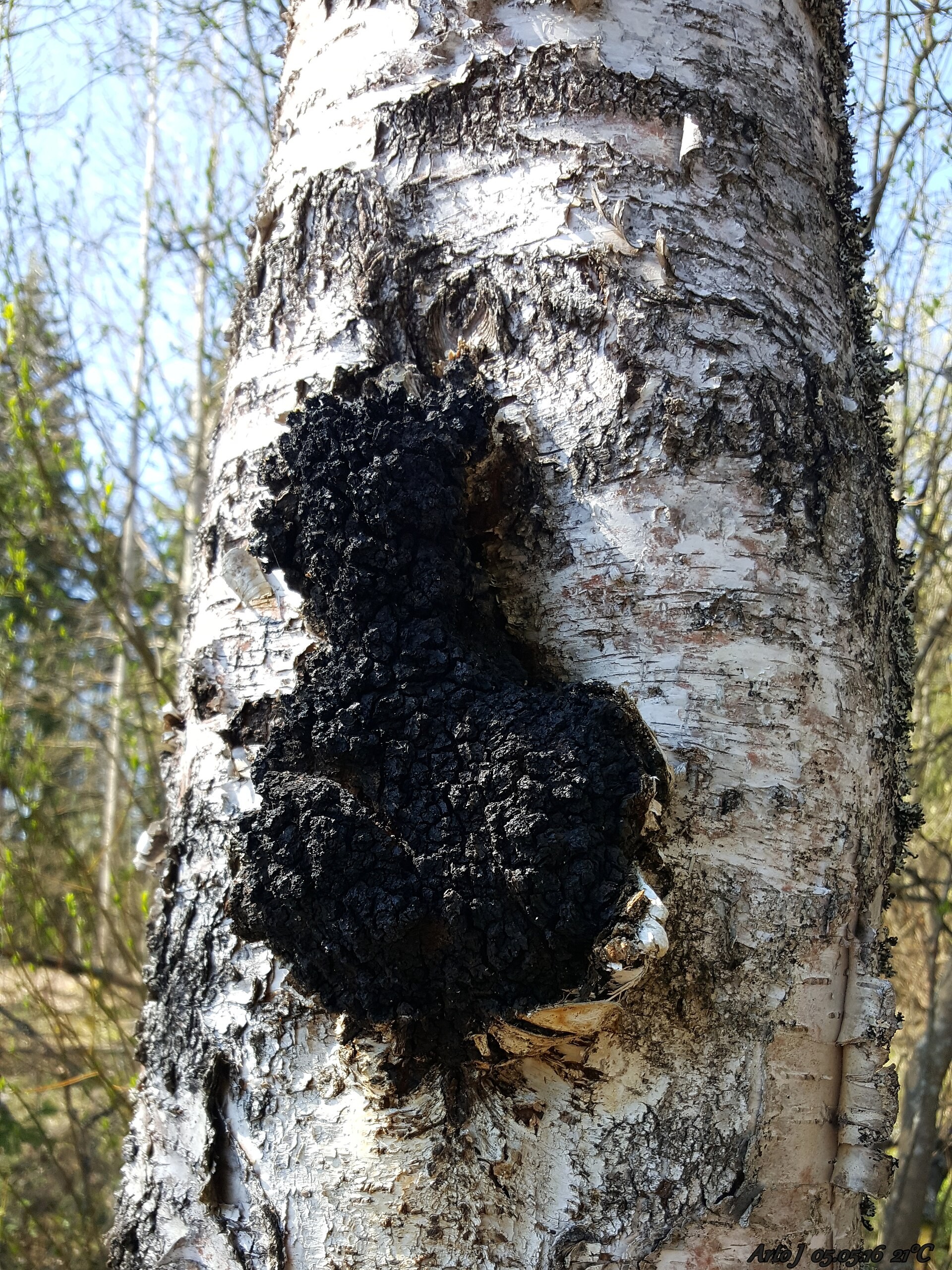 Le chaga : un remède naturel venu du froid