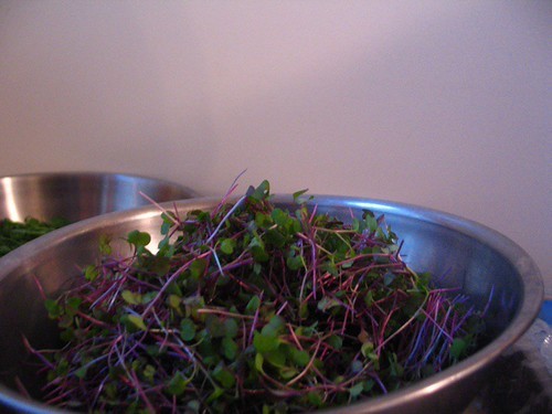 Graines germées de brocoli, alfalfa et lentilles : lesquelles choisir ?