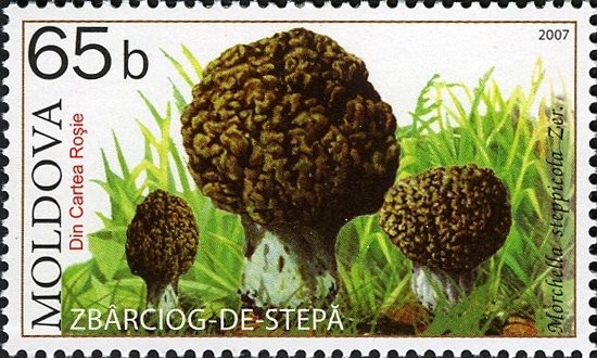 Les morilles : cueillette et recettes en famille