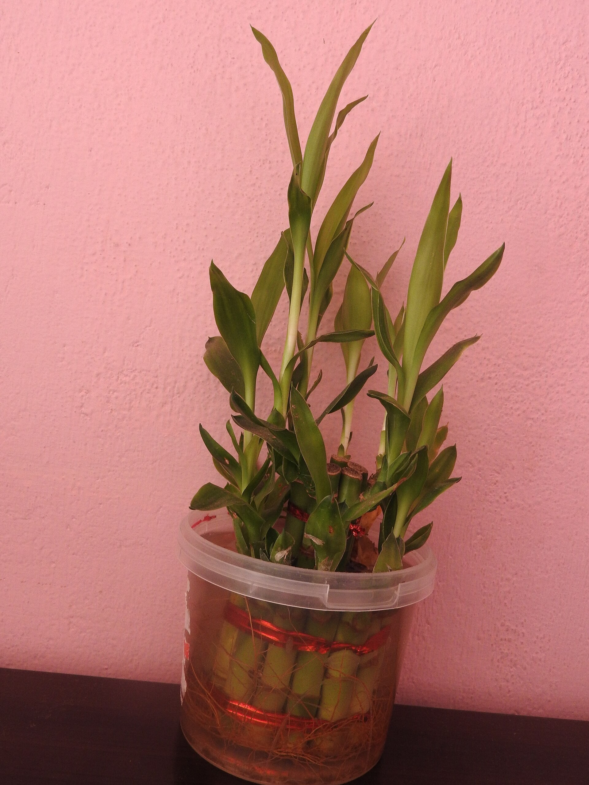 Lucky bambou : une plante porte-bonheur inspirée du feng shui