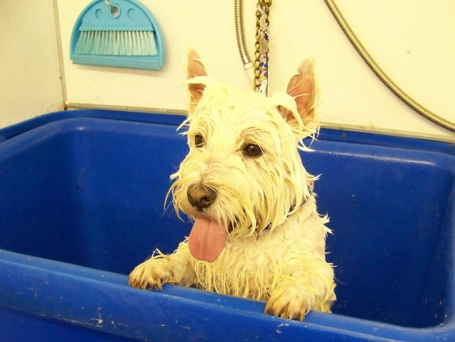 Shampoing anti-puce fait maison : une solution naturelle pour votre chien