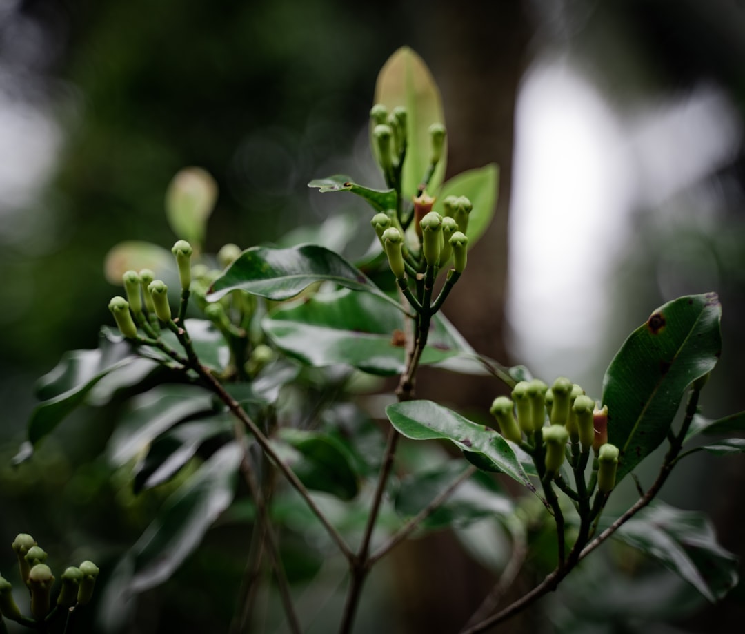 Clou de girofle en infusion le soir : dosage et interactions