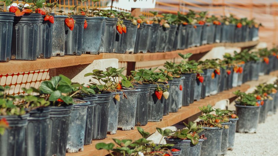 Close-up of potted strawberry plants growing outdoors on a sunny day.